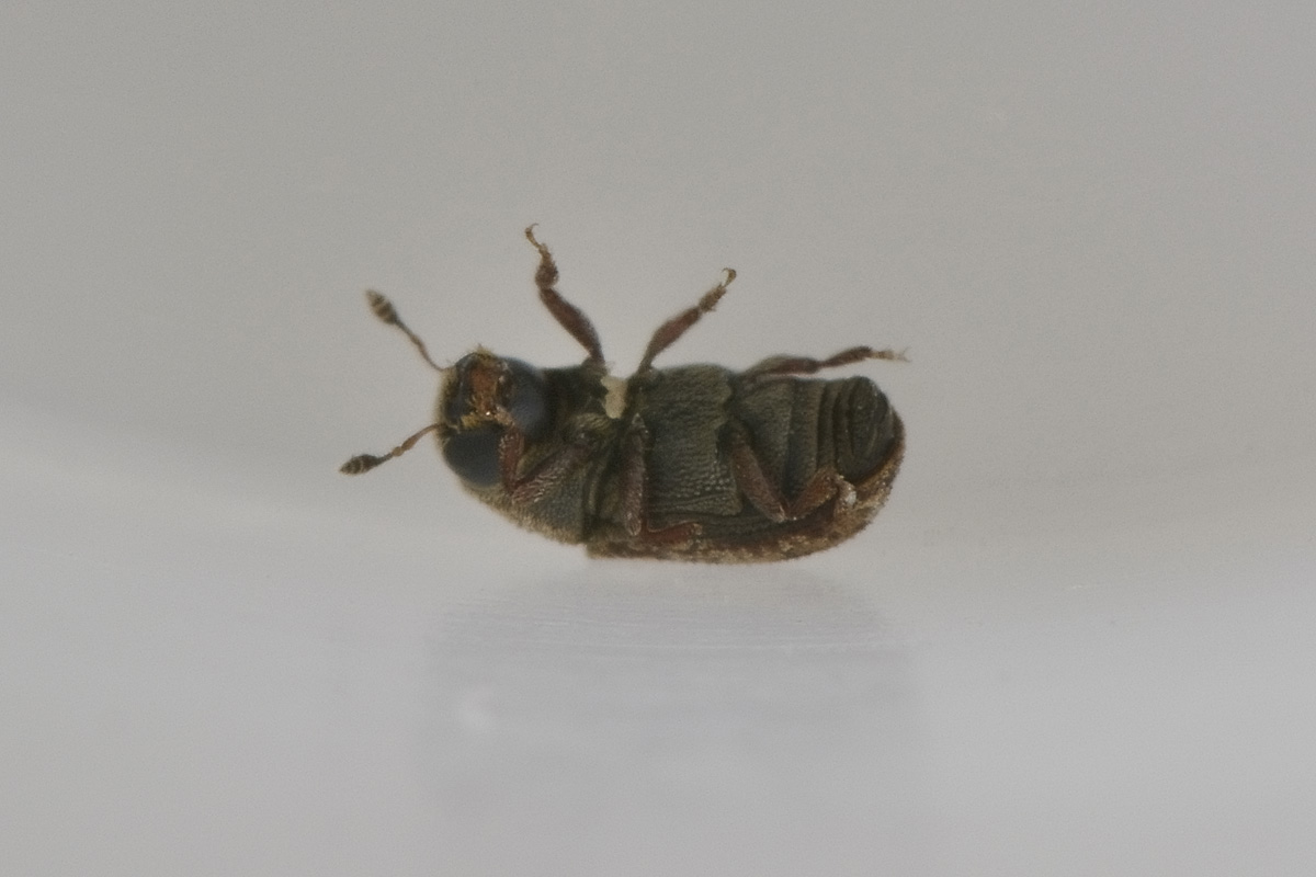 Pteleobius vittatus - Scolytidae